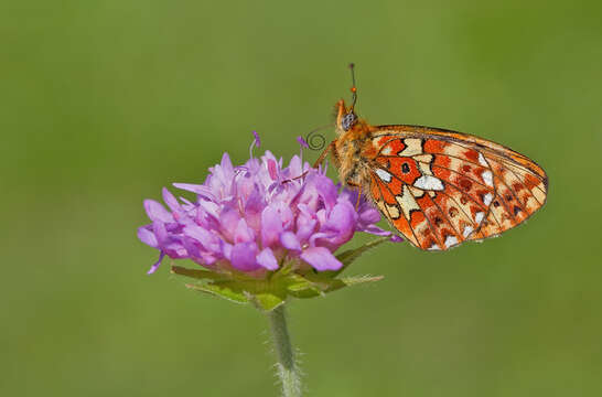 Image of <i>Boloria euphrosyne</i>