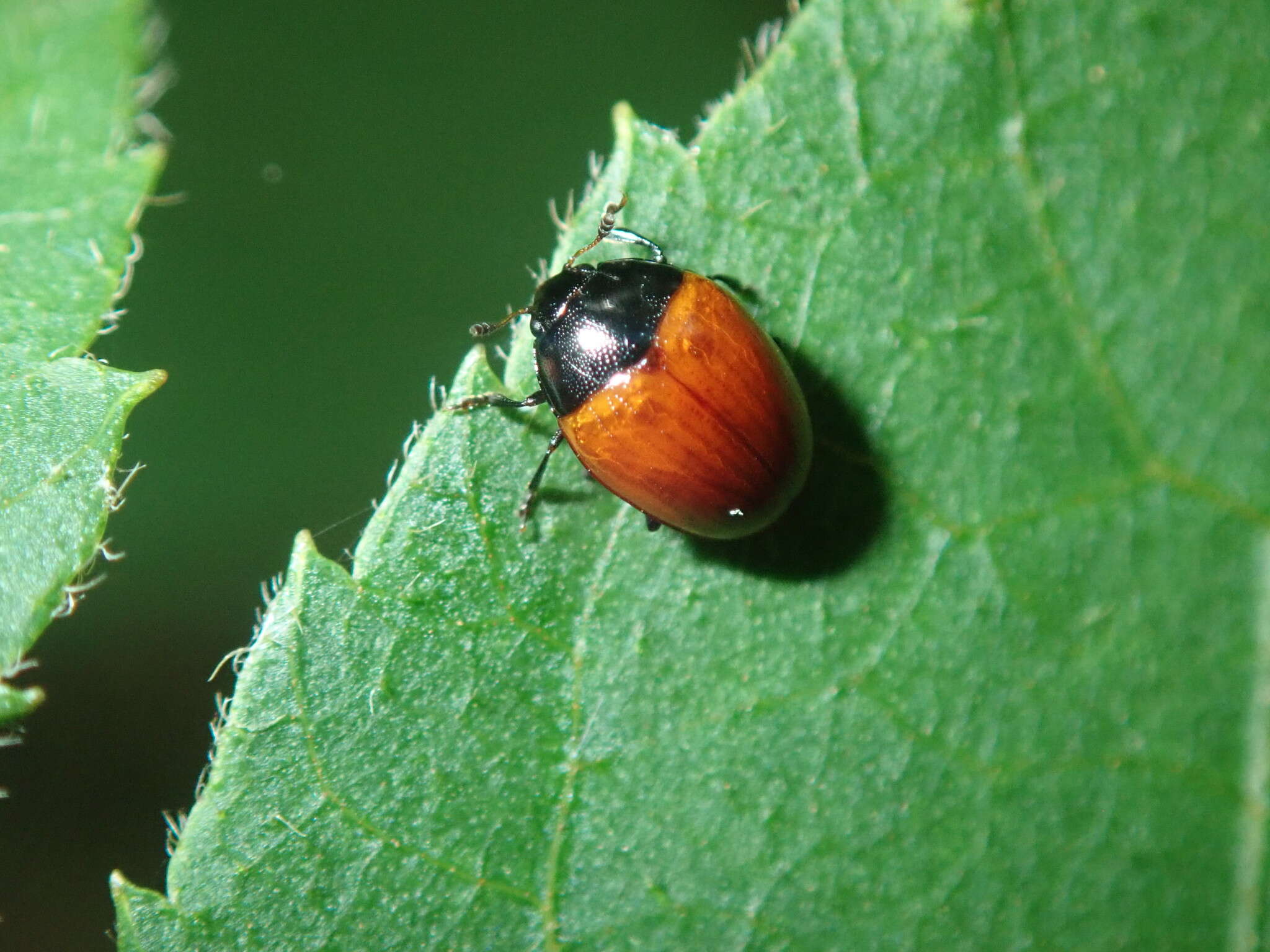 Слика од Tritoma sanguinipennis (Say 1825)