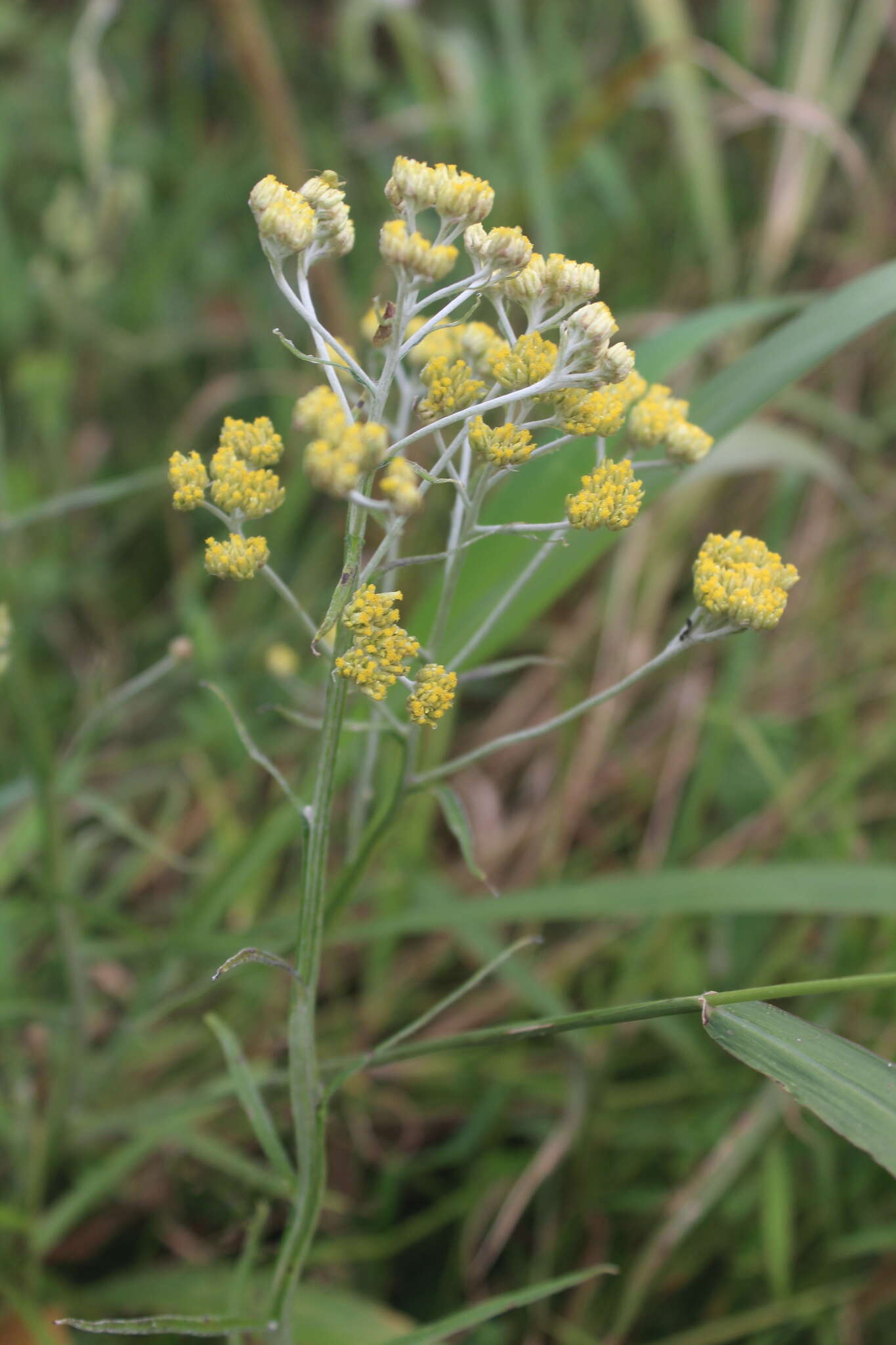 Imagem de Helichrysum natalitium DC.