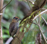 Image of Ochre-collared Piculet