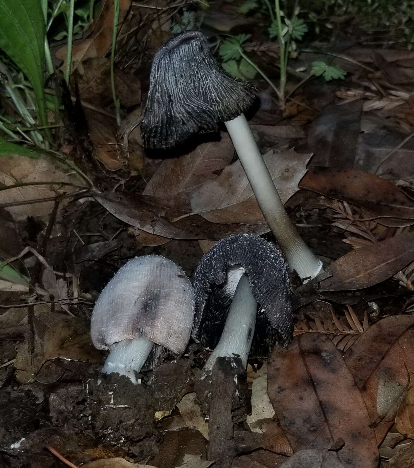 Image of Coprinus spadiceisporus Bogart 1976