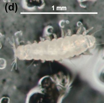 Image of Pauropodidae