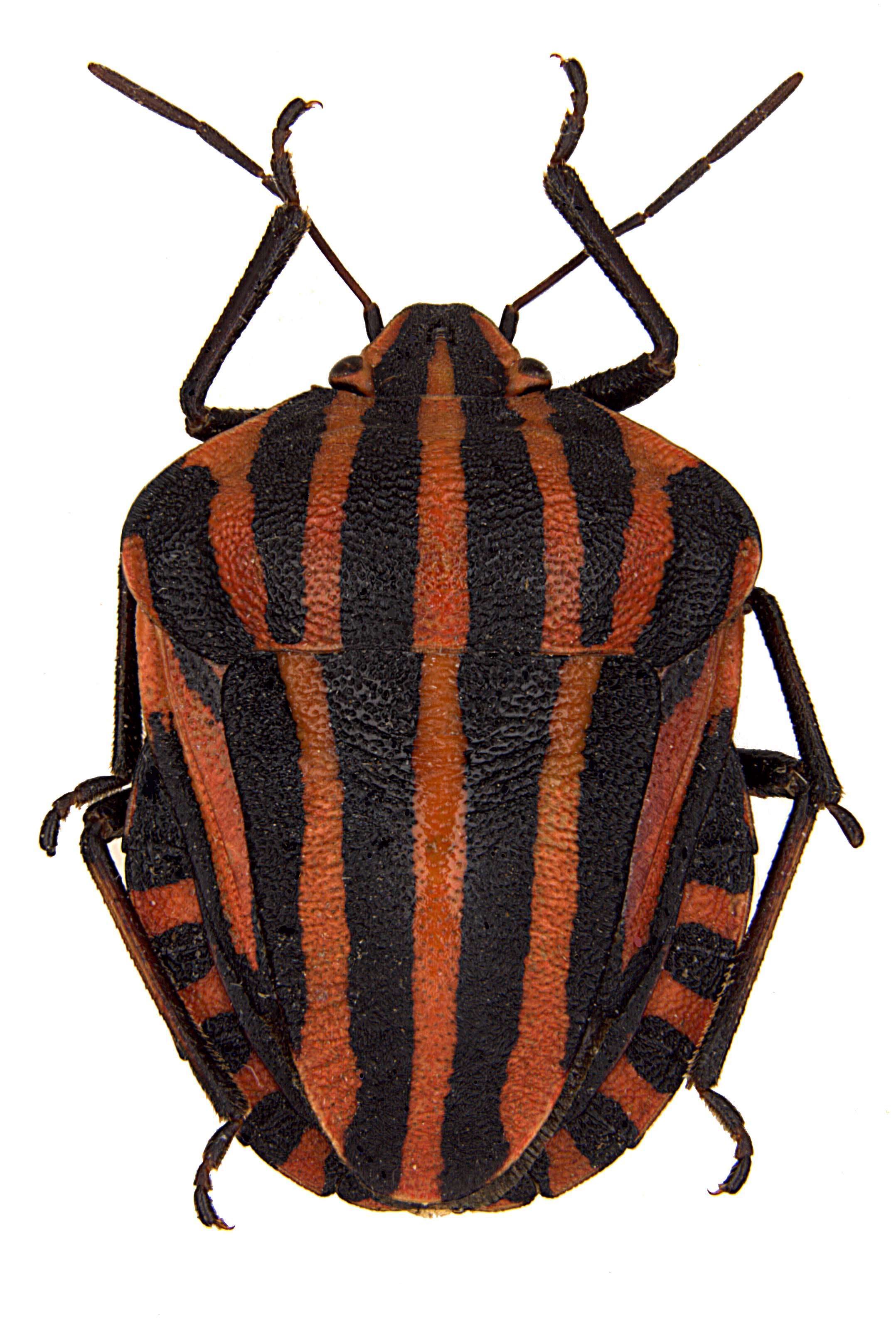 Image of <i>Graphosoma italicum</i>