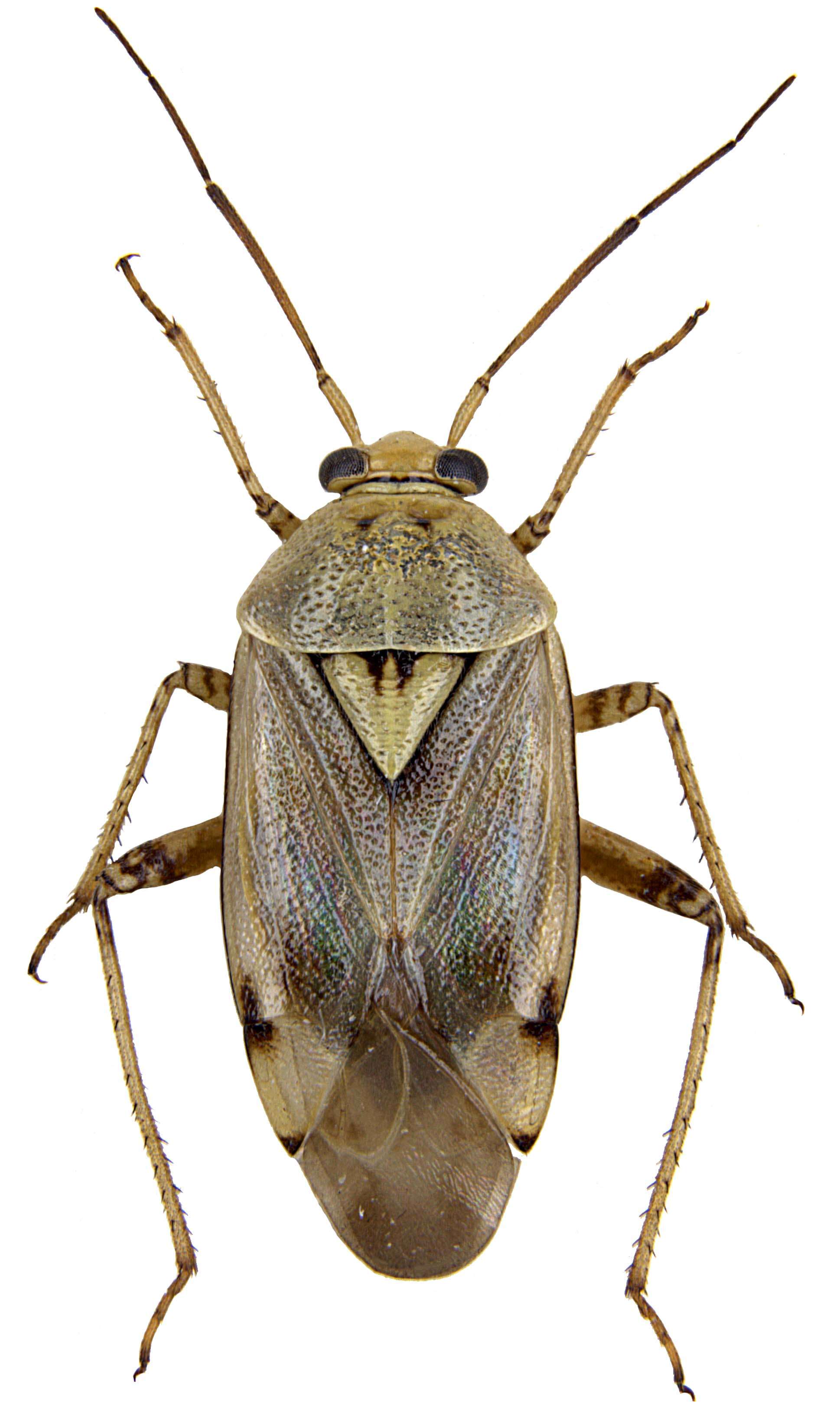 Lygus gemellatus (Herrich-Schaeffer 1835) resmi