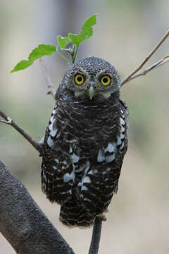 Image of African Barred Owlet