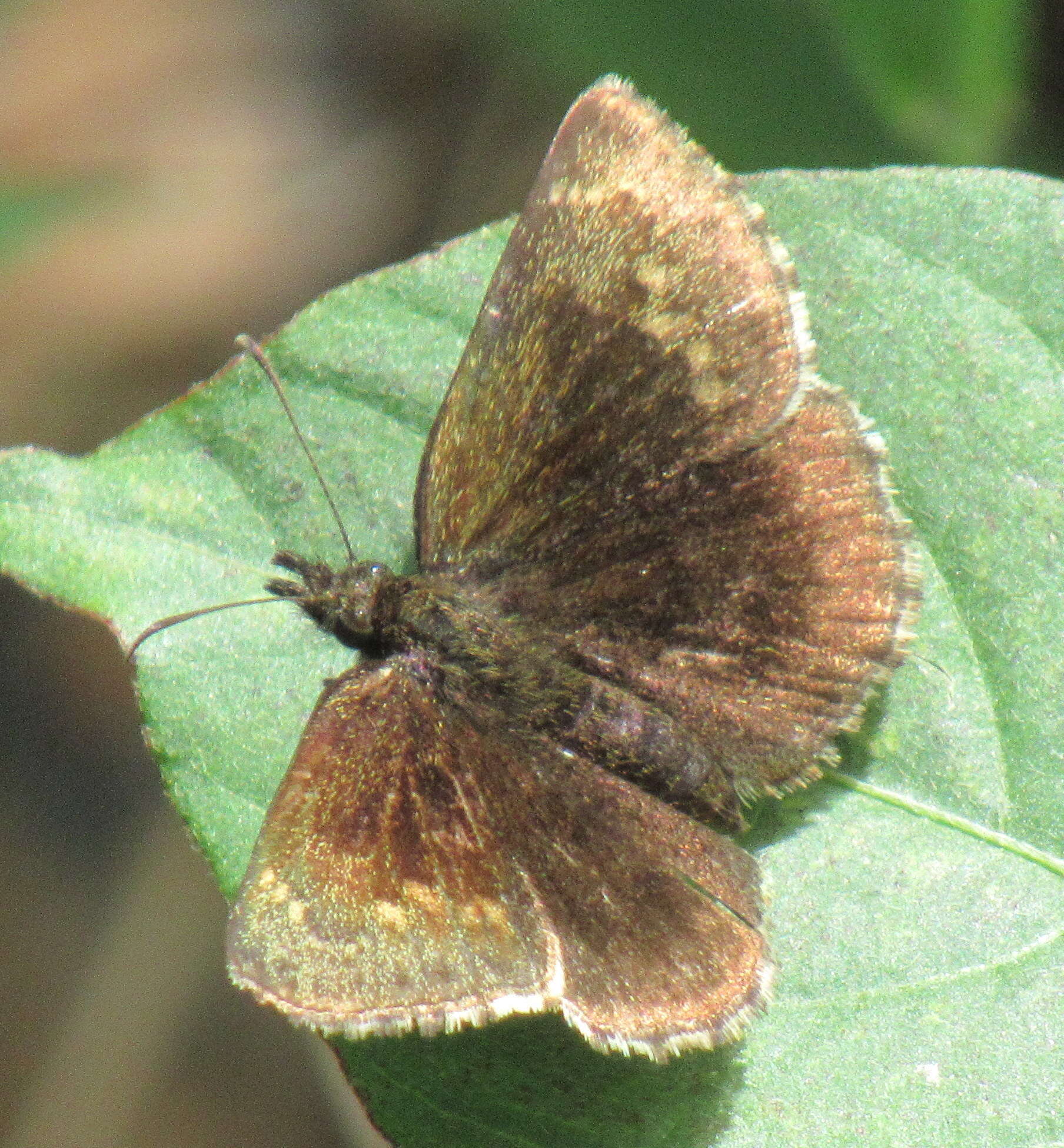 Staphylus lizeri Hayward 1938 resmi