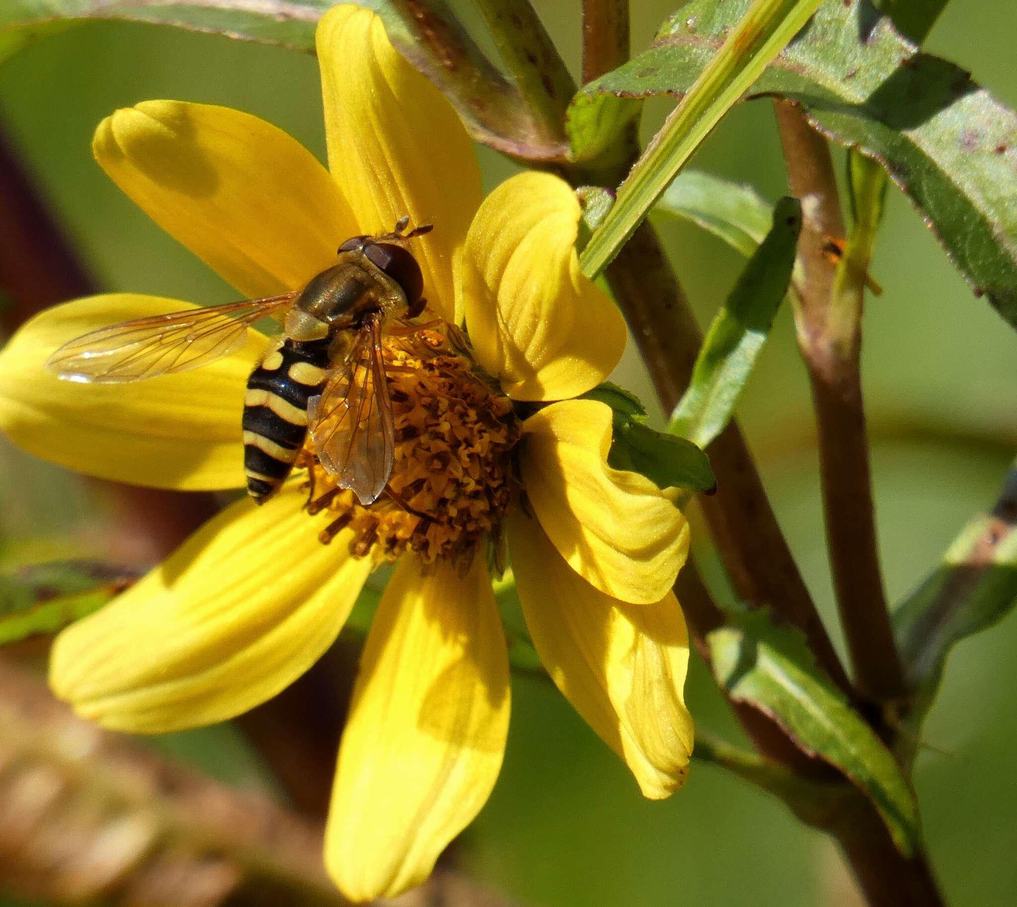 Image of Syrphus reedi Shannon 1927