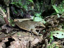 Image of Pristimantis peruvianus (Melin 1941)