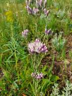 Image of Jurinea multiflora (L.) B. Fedtsch.