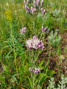 Image of Jurinea multiflora (L.) B. Fedtsch.