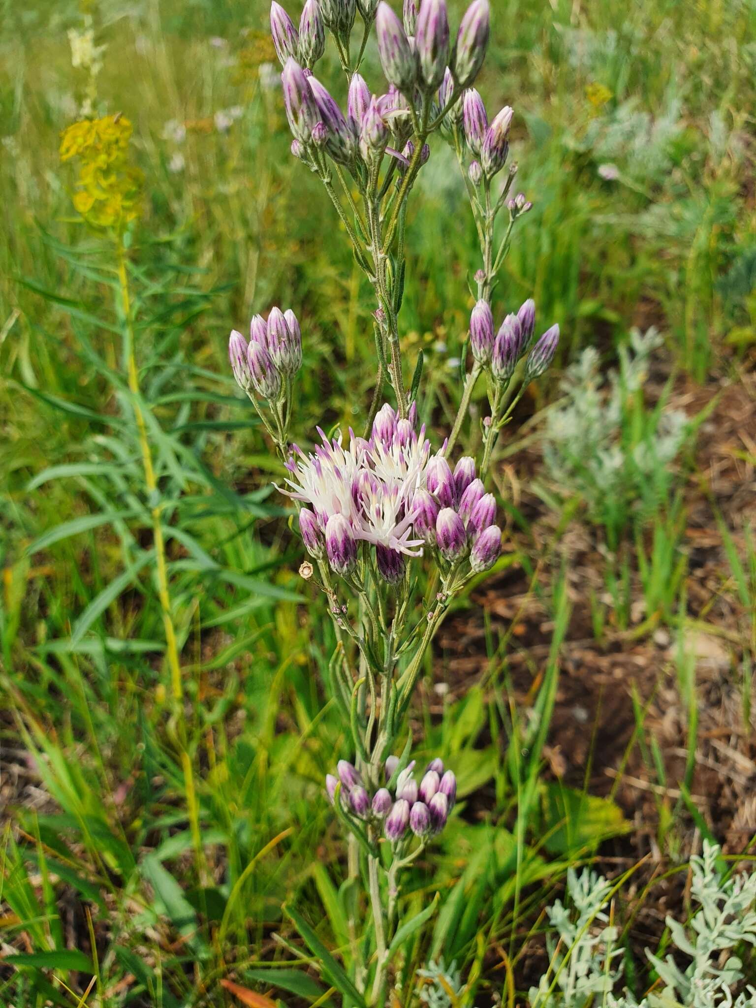 Image of Jurinea multiflora (L.) B. Fedtsch.