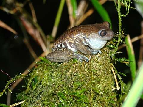 Sivun Hyloscirtus criptico Coloma, Carvajal-Endara, Dueñas, Paredes-Recalde, Morales-Mite & Almeida-Reinoso et al. 2012 kuva