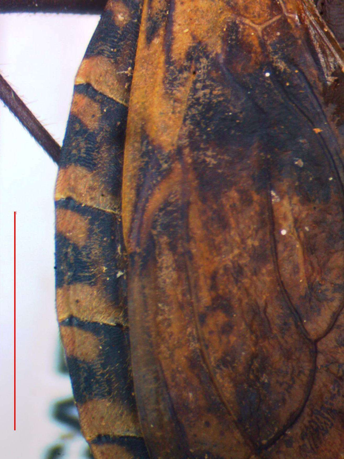 Image of Panstrongylus rufotuberculatus (Champion 1899)