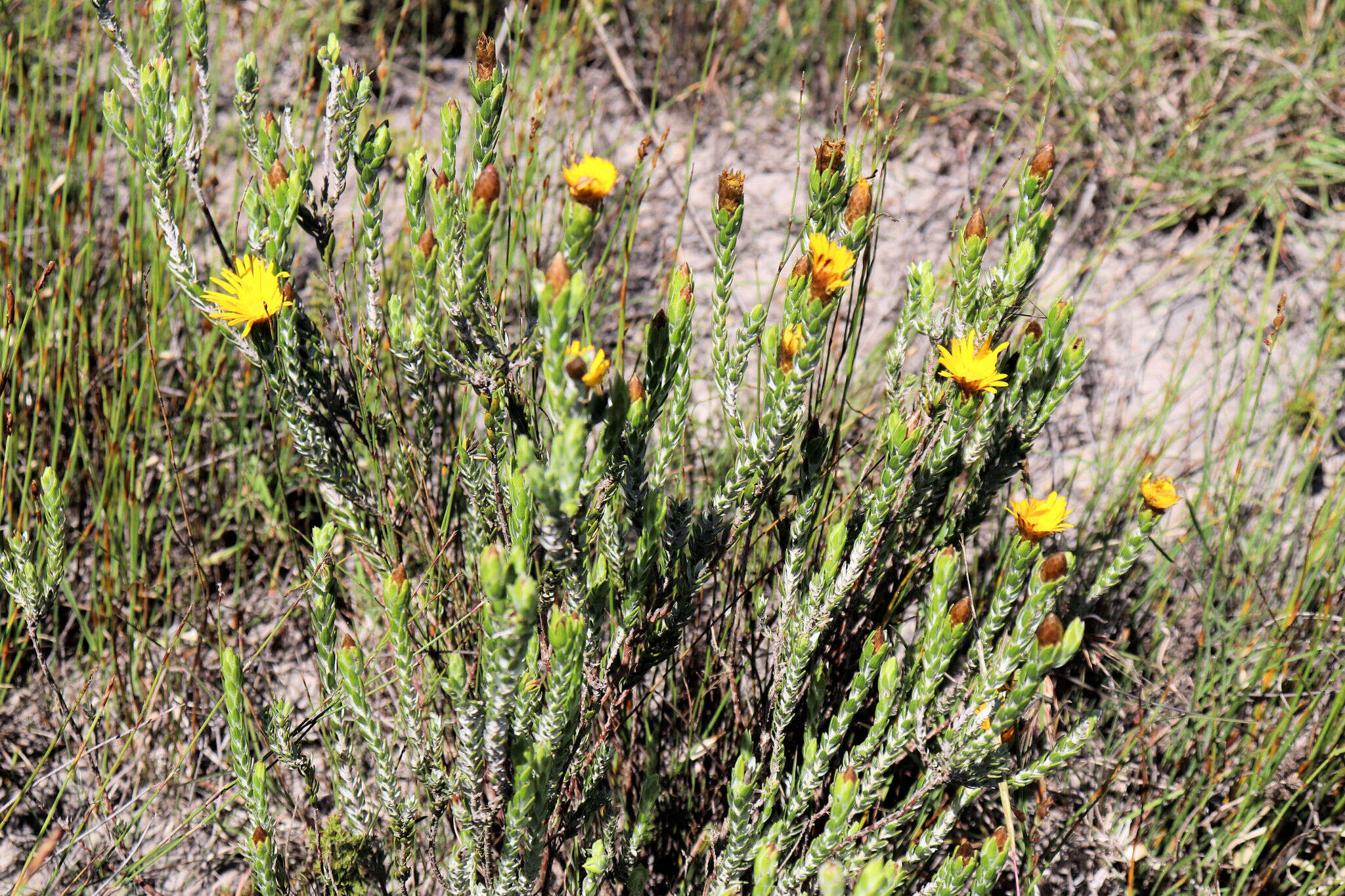 Image of Oedera pungens subsp. trinervis (Thunb.)