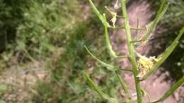 Image of white mustard