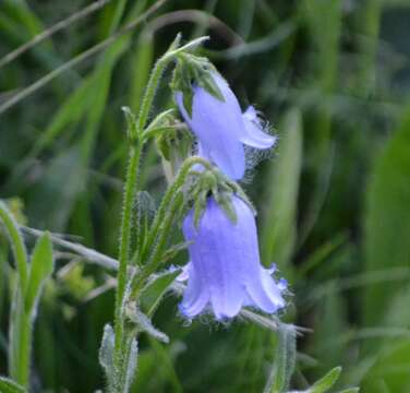 Image of Bearded Bellflower