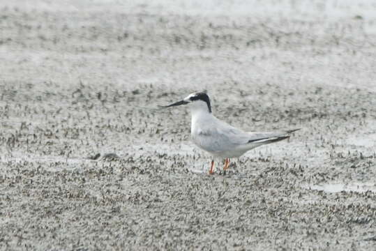 Image of Little Tern