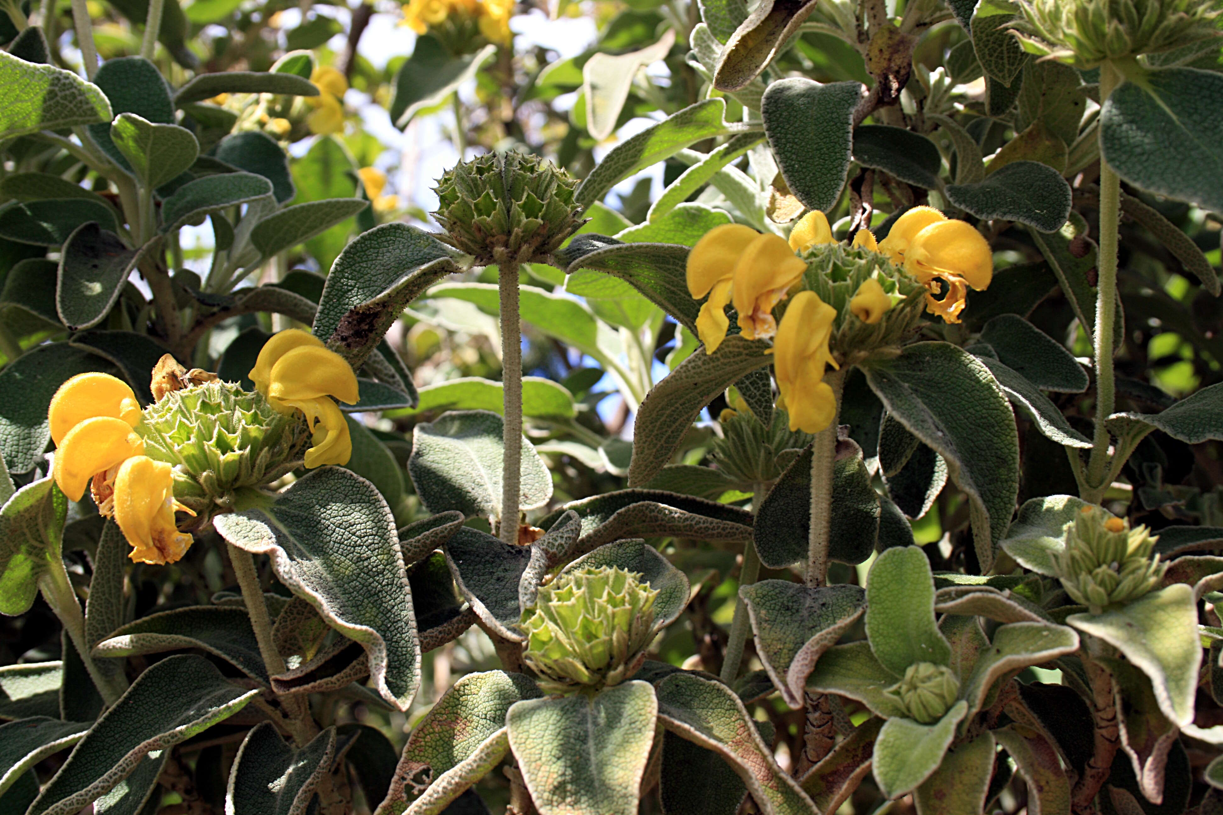 Image of shrubby Jerusalem sage