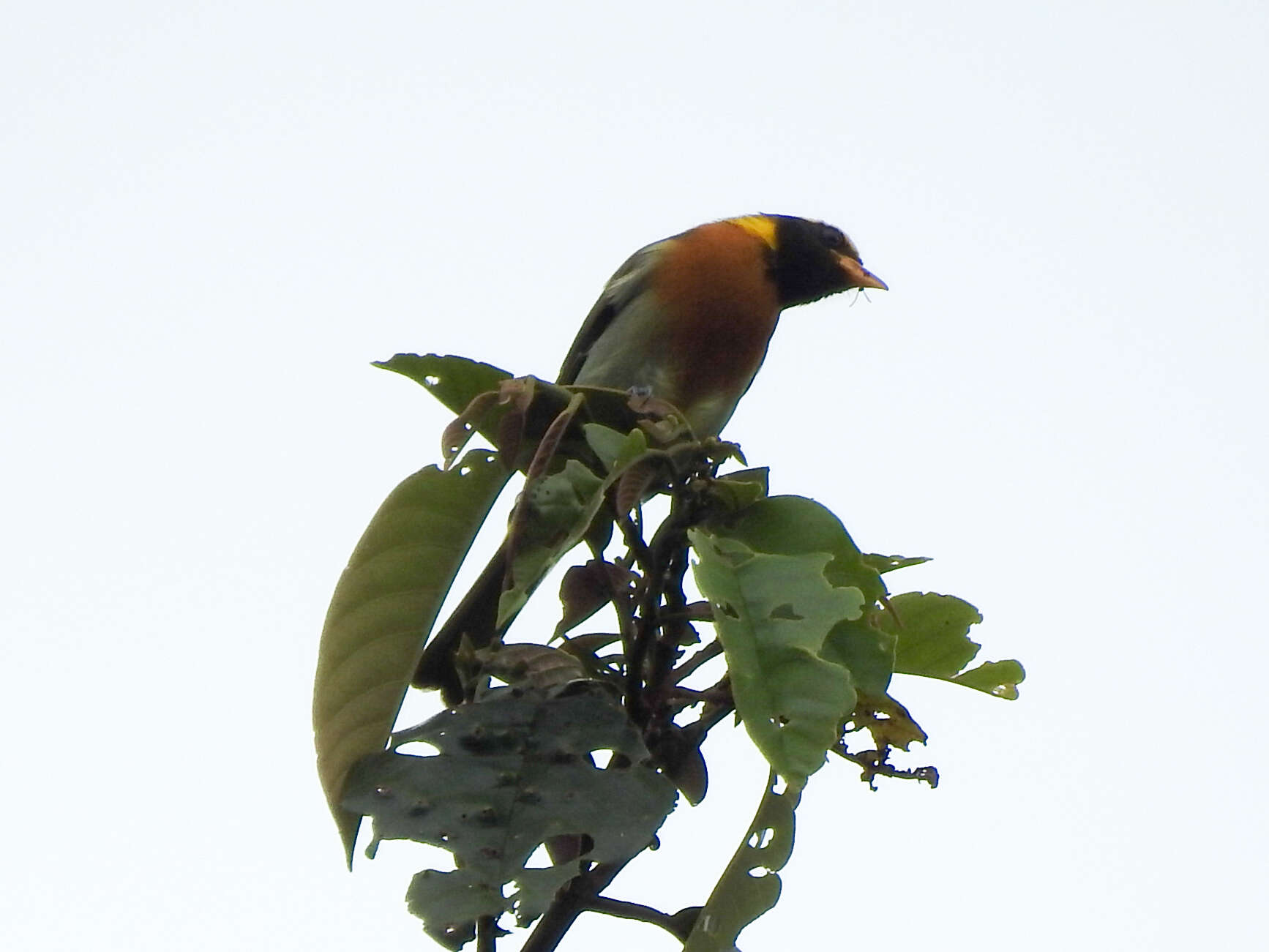 Image of Guira Tanager