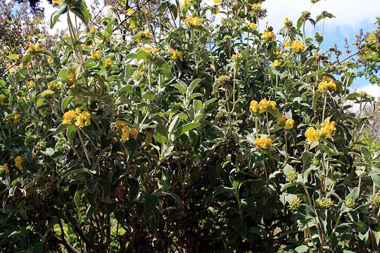 Image of shrubby Jerusalem sage