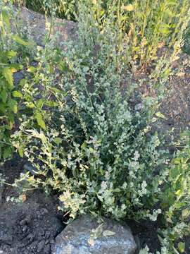 Plancia ëd Chenopodium prostratum Bunge ex Herder