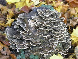 Image of Turkey Tail