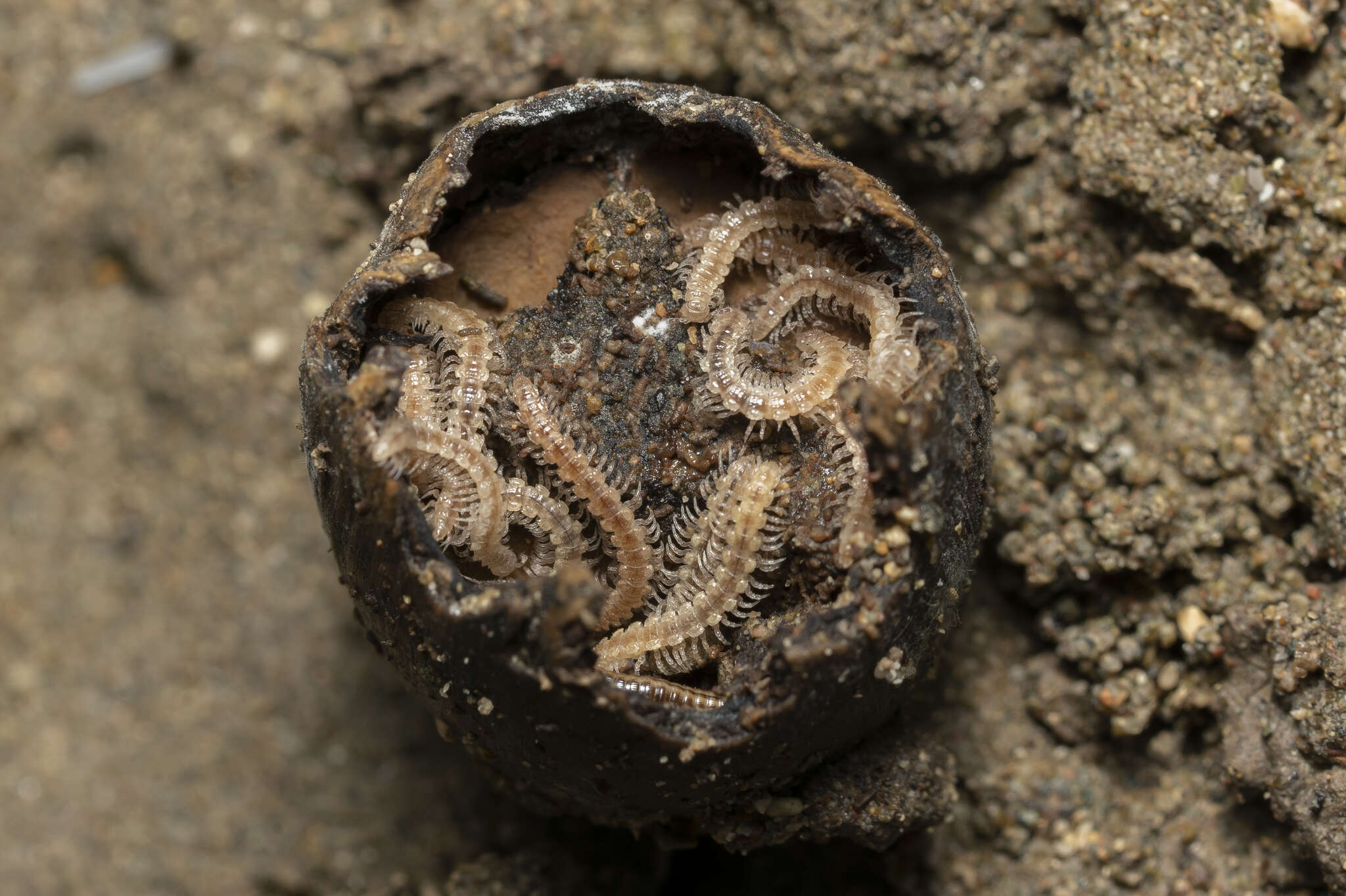 Image of Polydesmus graecus rhodosensis Loksa 1970