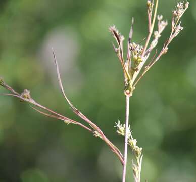 Image of Bupleurum affine Sadler