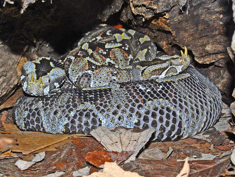 Image of Rhinoceros Viper