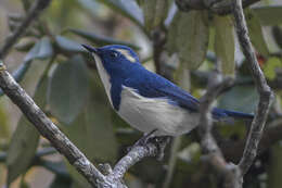 Image of Ultramarine Flycatcher