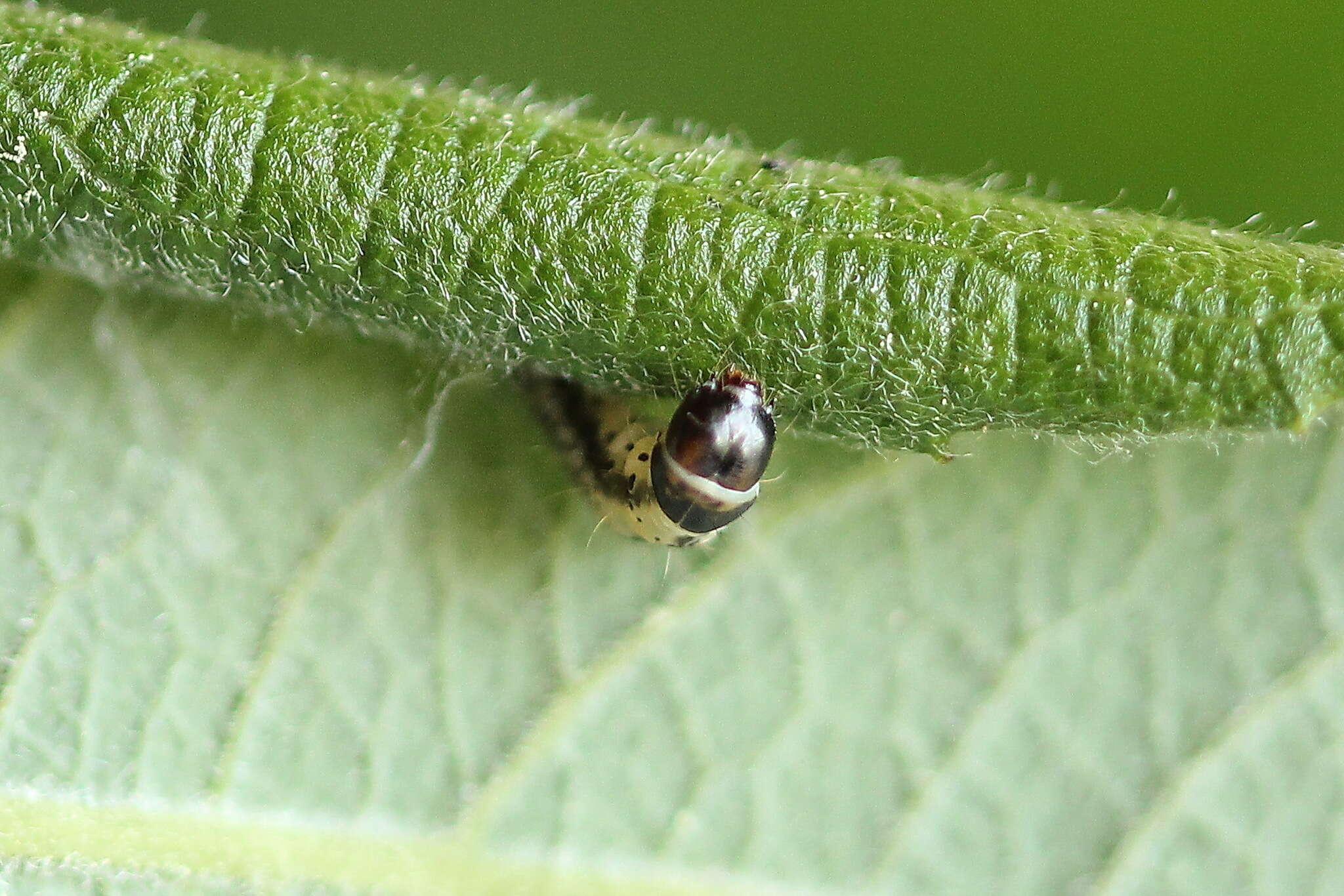 Psoricoptera gibbosella Zeller 1839 resmi