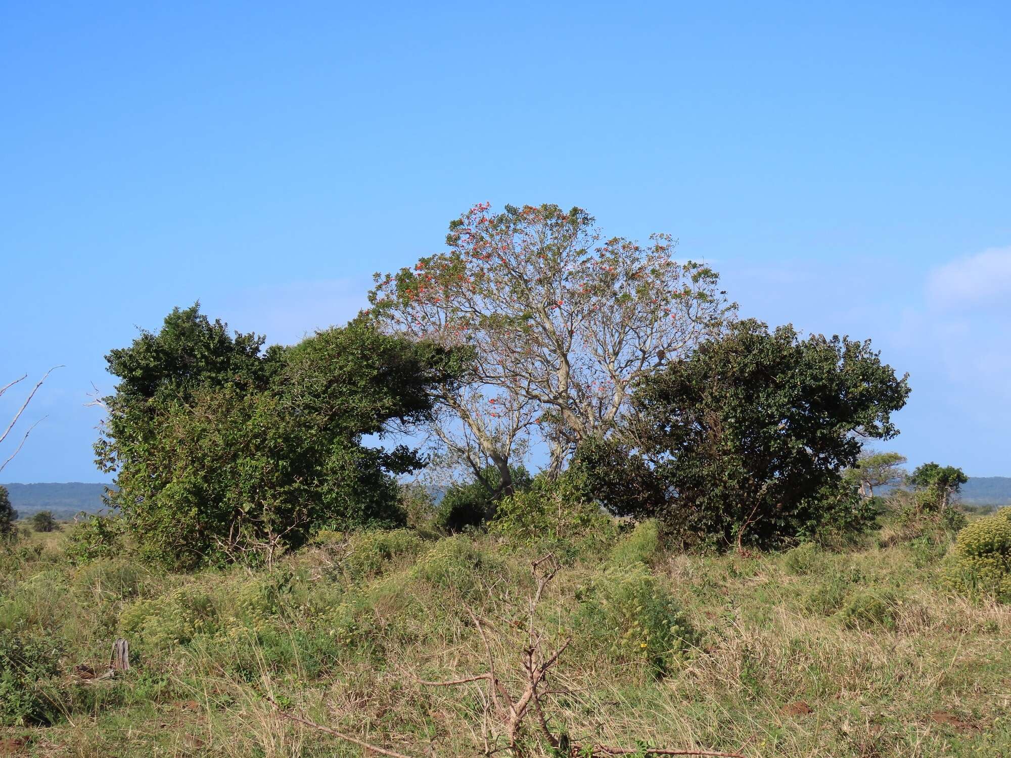 Image of Common Coral tree