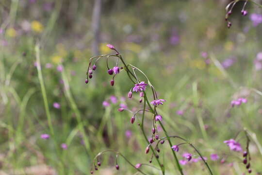 Image of Arthropodium minus R. Br.