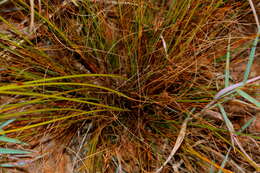 Image of Bulbostylis burchellii (Ficalho & Hiern) C. B. Clarke