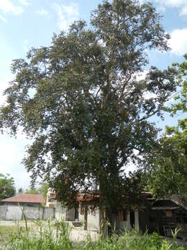 Image of star apple