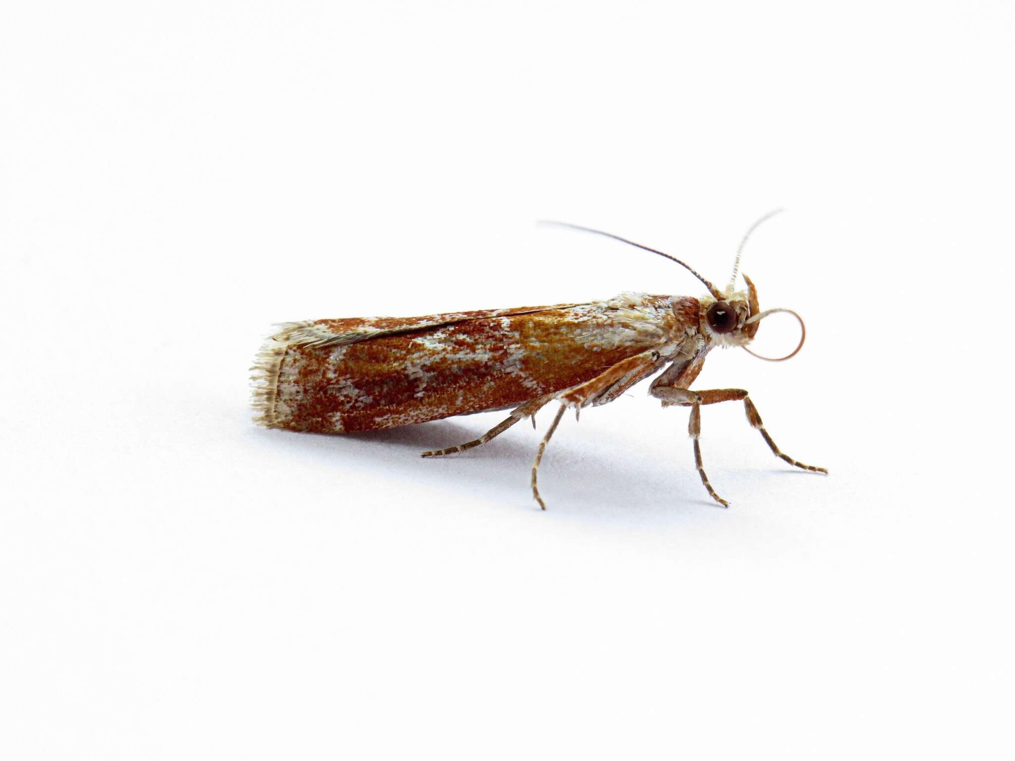 Image of Webbing Coneworm Moth