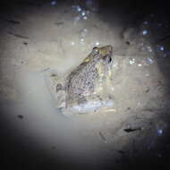 Image of Berdmore's Chorus Frog