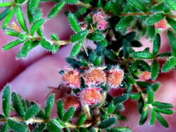 Image of bloodbell heath