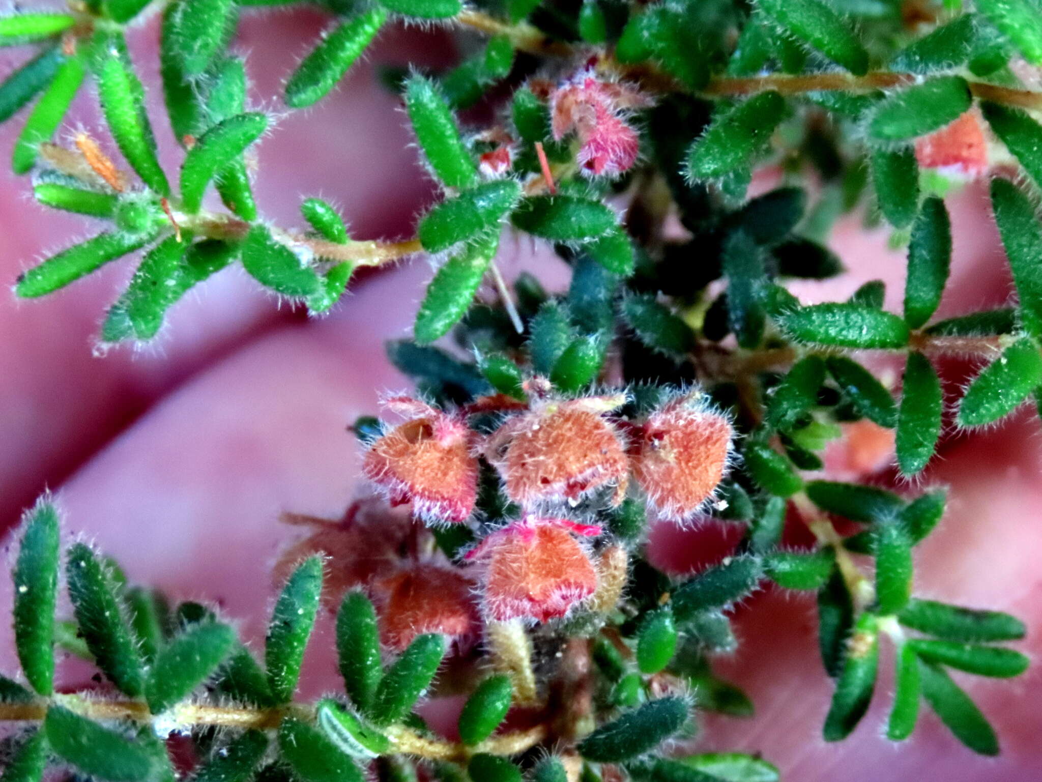 Image of bloodbell heath