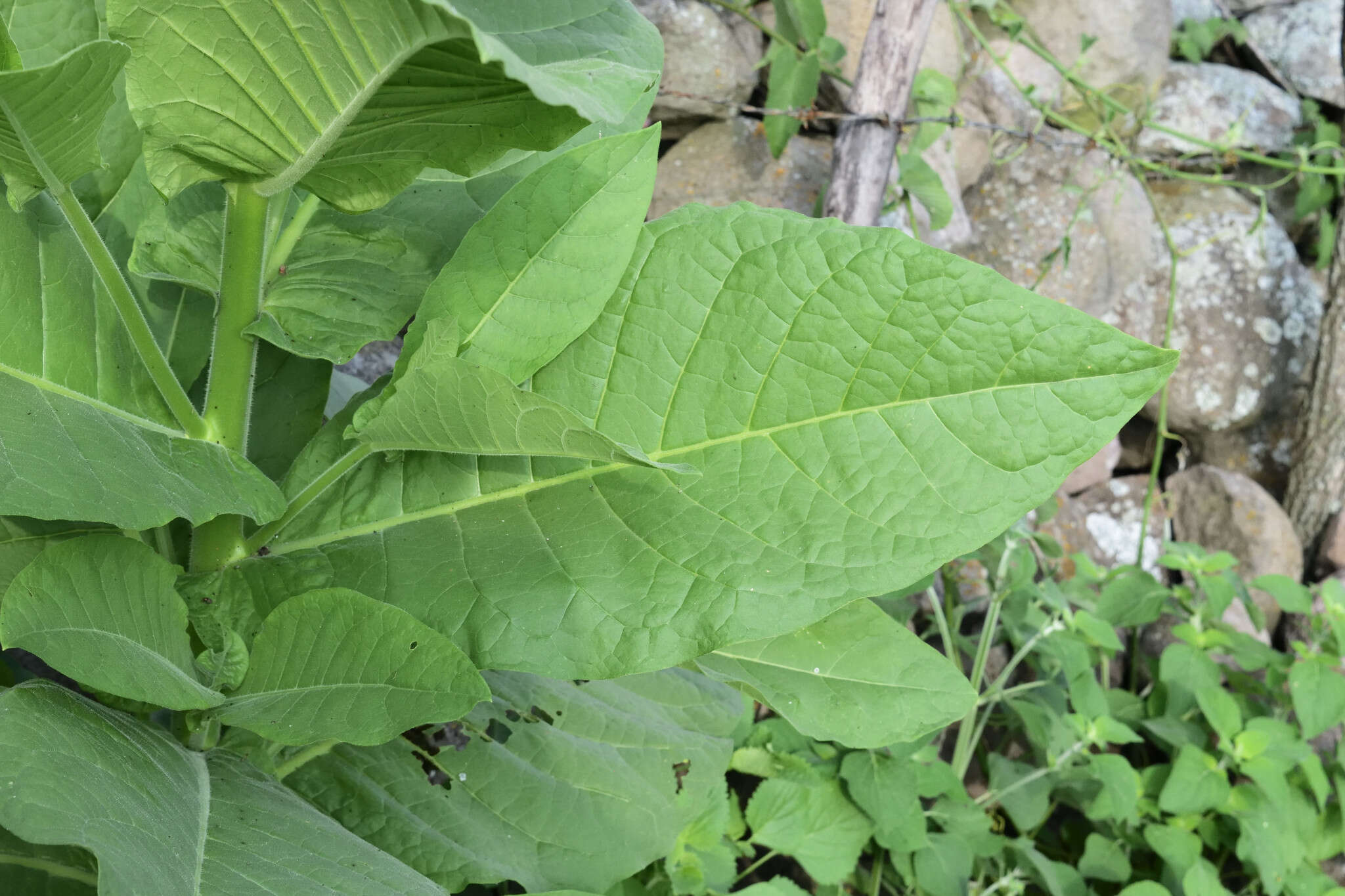 Image of cultivated tobacco