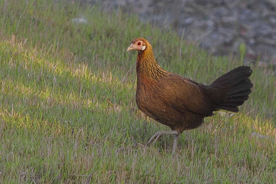 Image of Red Junglefowl