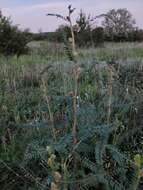 Imagem de Astragalus ponticus Pall.