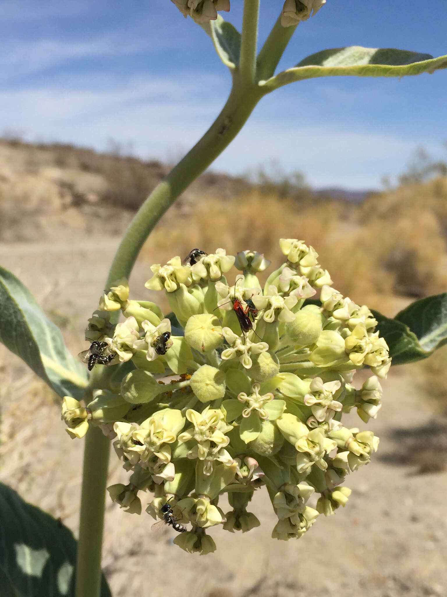 Asclepias erosa Torr.的圖片