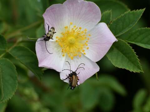 Слика од Paracorymbia maculicornis (Degeer 1775)