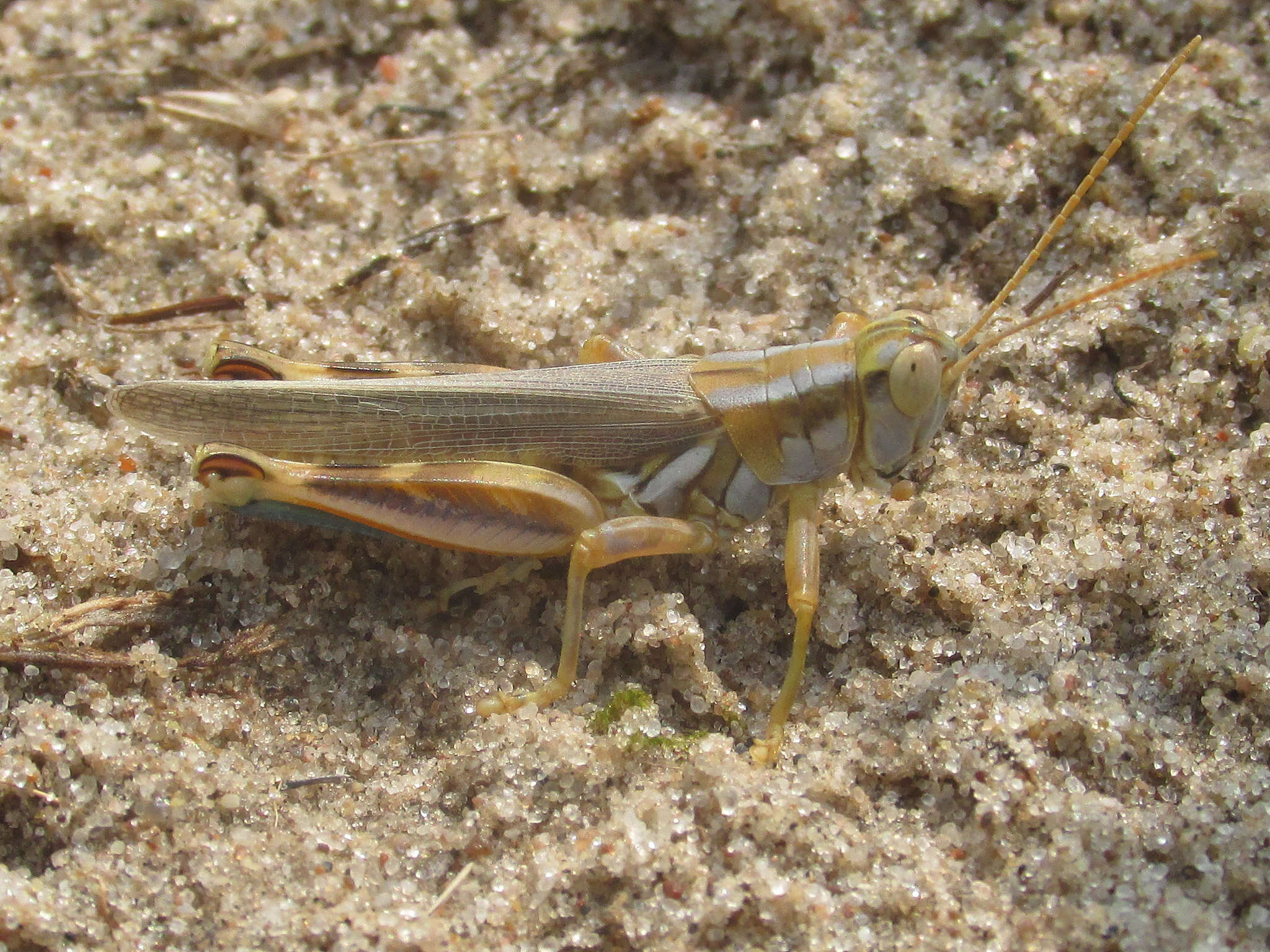 Sivun Melanoplus flavidus Scudder & S. H. 1878 kuva