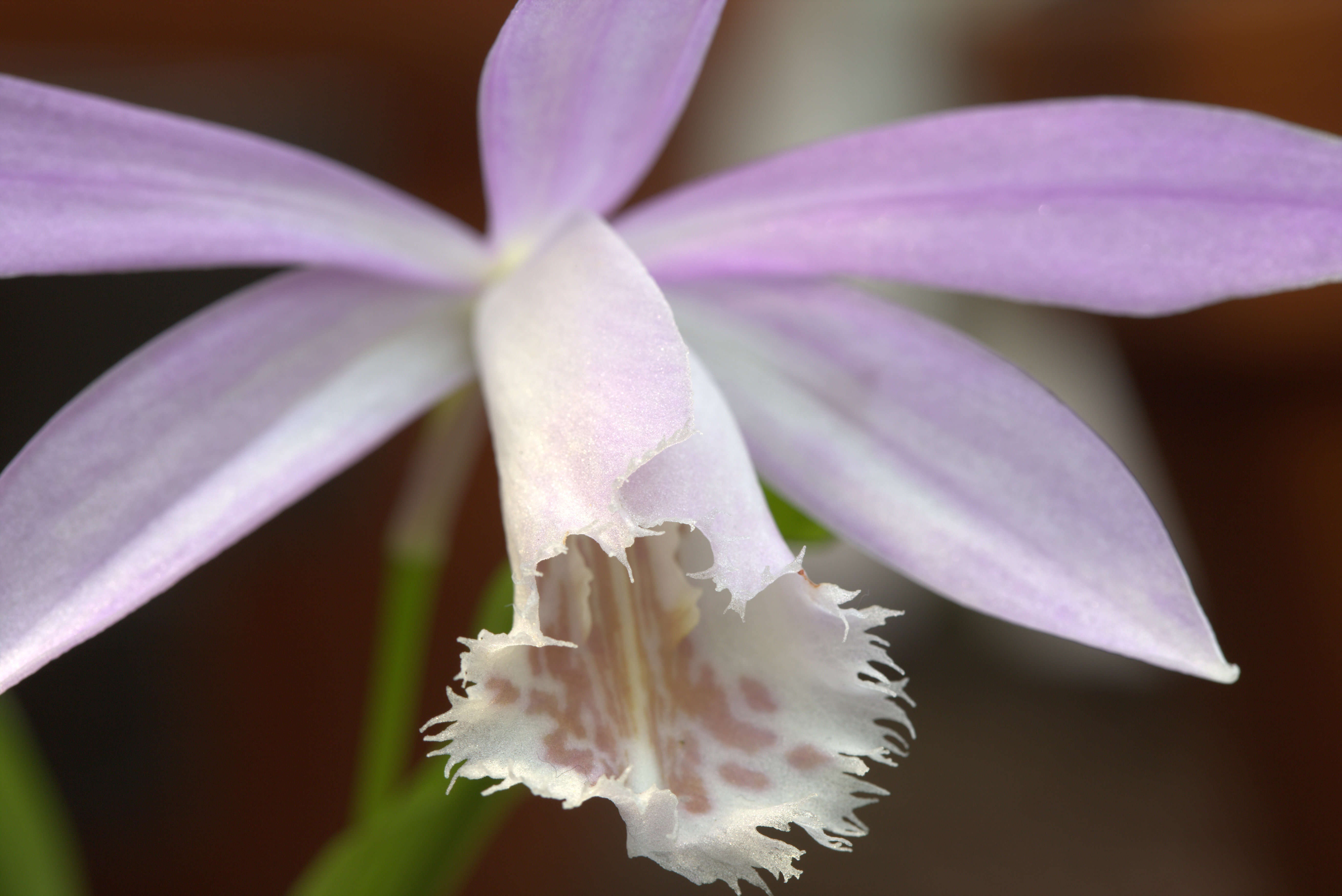 Plancia ëd Pleione formosana Hayata