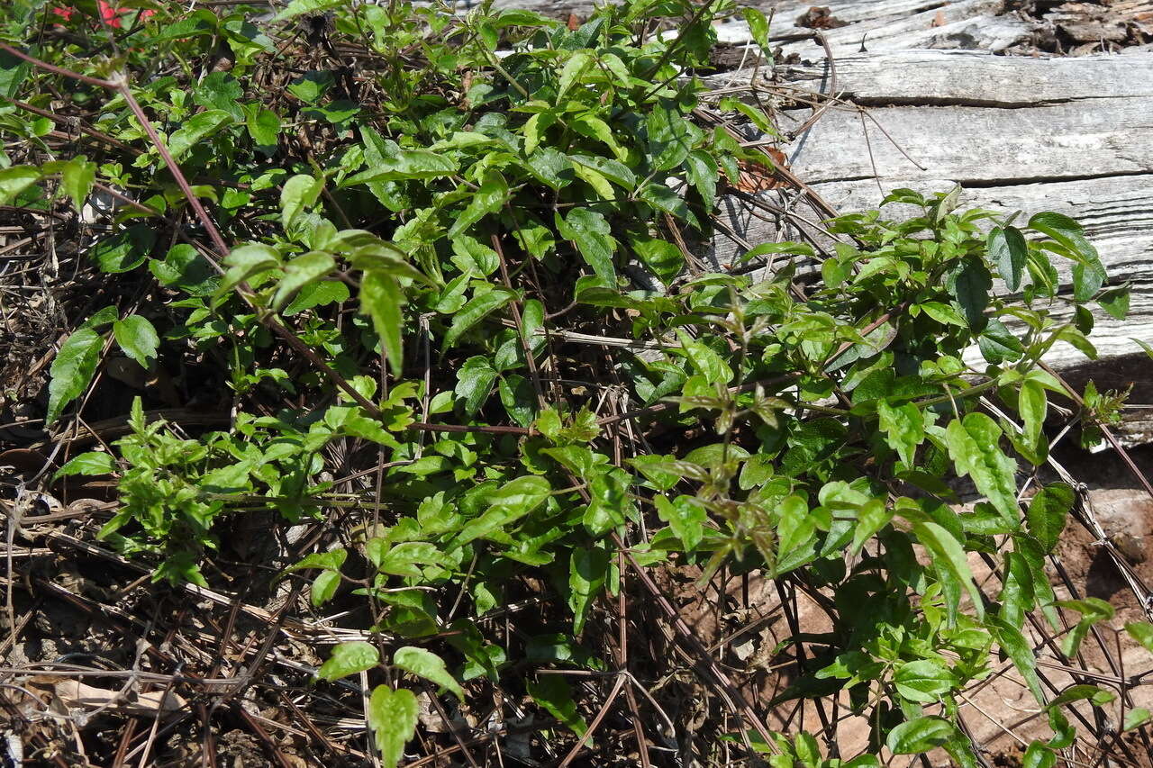 Image of Clematis peterae var. lishanensis (T. Y. Yang & T. C. Huang) W. T. Wang