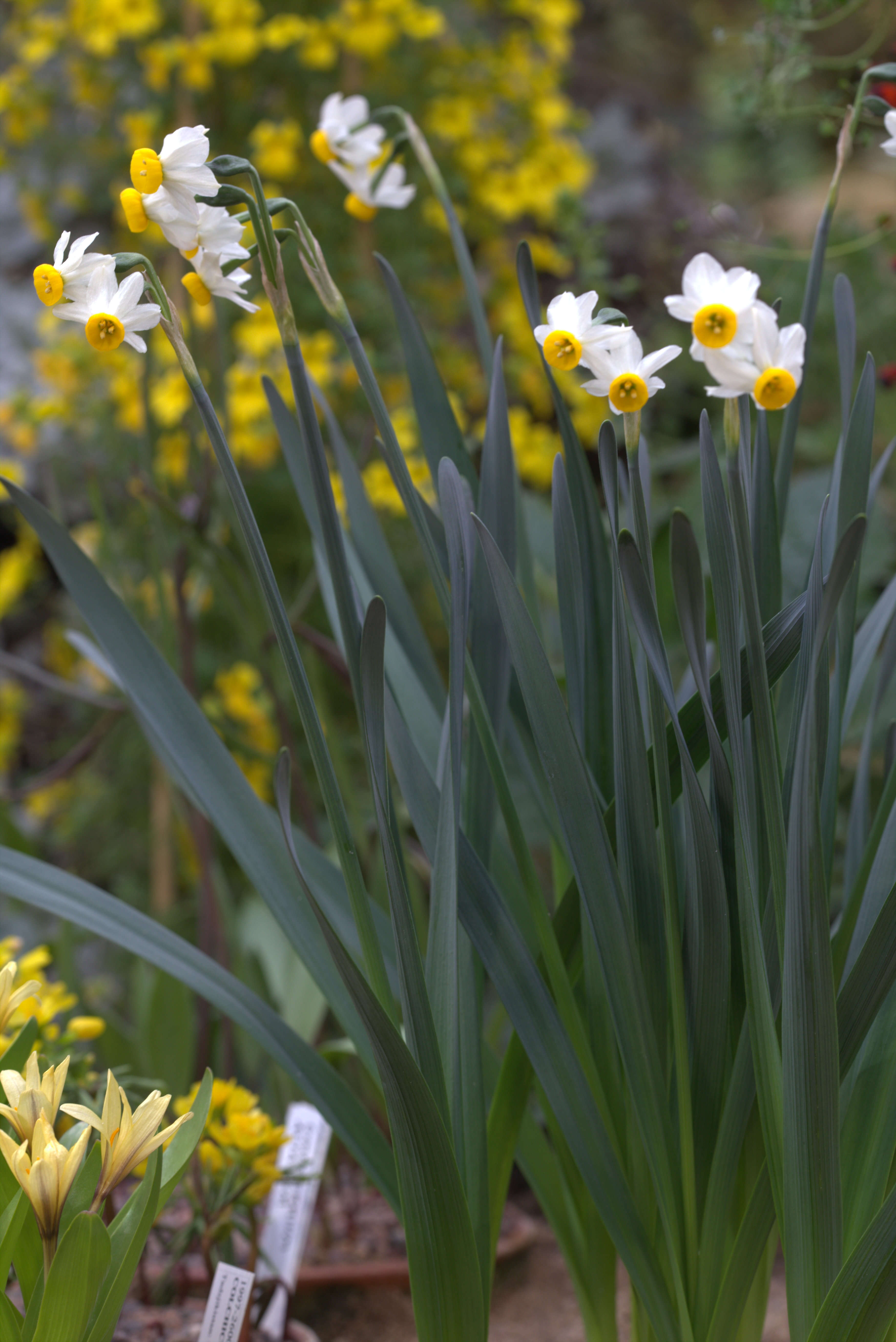 Image of cream narcissus