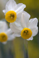 Image of cream narcissus