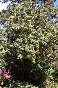 Image of Winter's bark